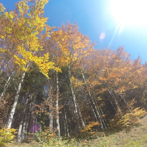 DCIM101GOPRO
