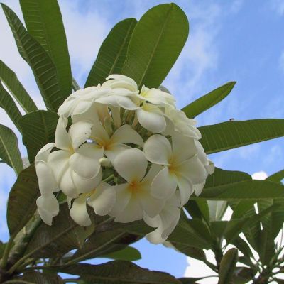 Polinesia-Rangiroa-013