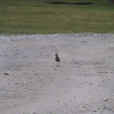 Polinesia-Rangiroa-016