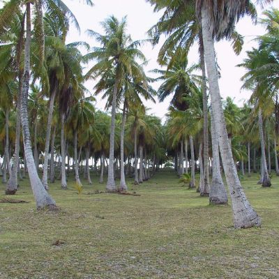 Polinesia-Rangiroa-017