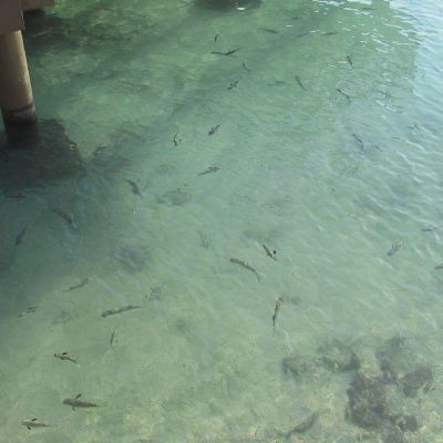Polinesia-Rangiroa-029