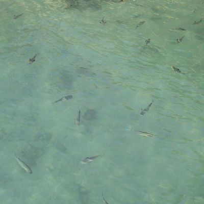 Polinesia-Rangiroa-030