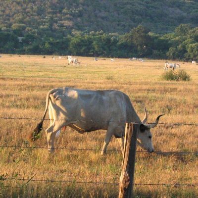 Maremma-Butteri-Spergolaia-001