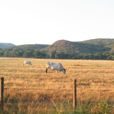 Maremma-Butteri-Spergolaia-002