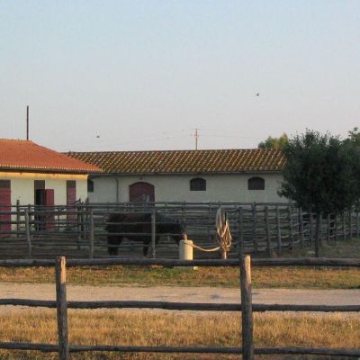 Maremma-Butteri-Spergolaia-009
