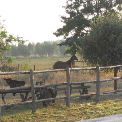 Maremma-Butteri-Spergolaia-010