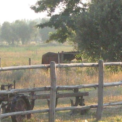 Maremma-Butteri-Spergolaia-011