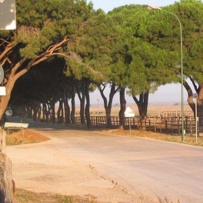 Maremma-Butteri-Spergolaia-012