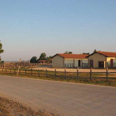 Maremma-Butteri-Spergolaia-013