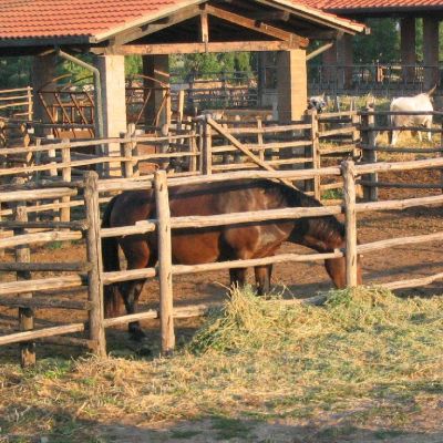 Maremma-Butteri-Spergolaia-015