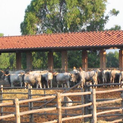 Maremma-Butteri-Spergolaia-016