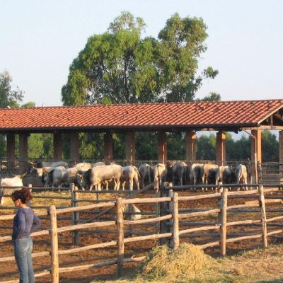 Maremma-Butteri-Spergolaia-017