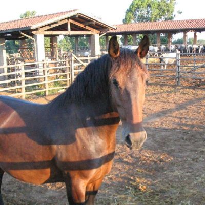 Maremma-Butteri-Spergolaia-018
