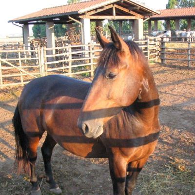 Maremma-Butteri-Spergolaia-019