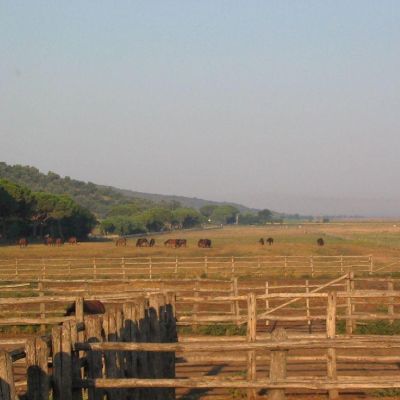 Maremma-Butteri-Spergolaia-020