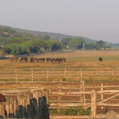 Maremma-Butteri-Spergolaia-021