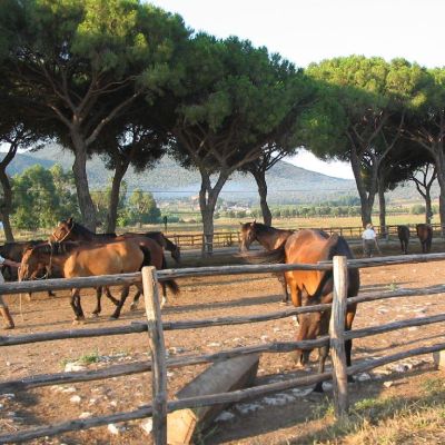 Maremma-Butteri-Spergolaia-022