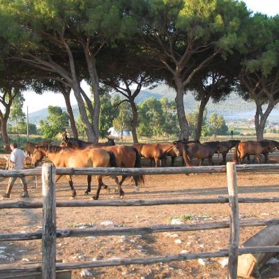 Maremma-Butteri-Spergolaia-023