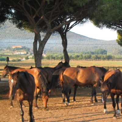 Maremma-Butteri-Spergolaia-025