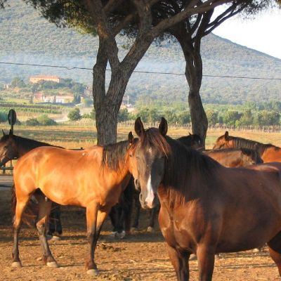 Maremma-Butteri-Spergolaia-026