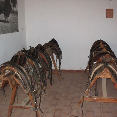 Maremma-Butteri-Spergolaia-027