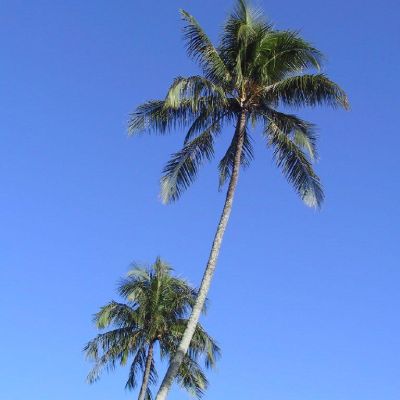 Moorea-Polinesia-008