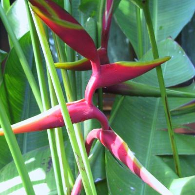 Moorea-Polinesia-009