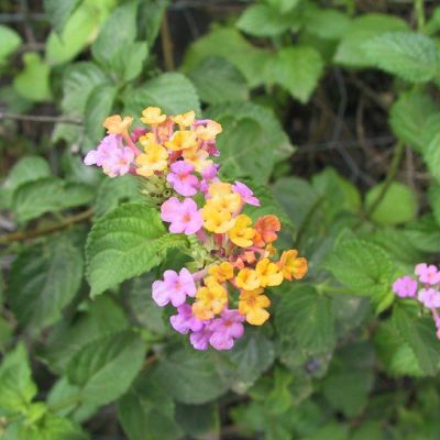 Polinesia-Moorea-043