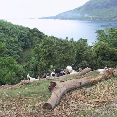 Polinesia-Moorea-044