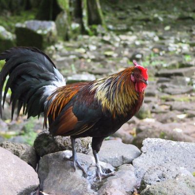 Polinesia-Moorea-061