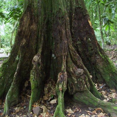 Polinesia-Moorea-065