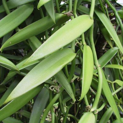 Polinesia-Moorea-069