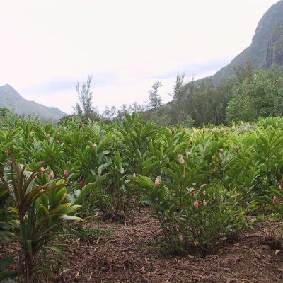 Polinesia-Moorea-071