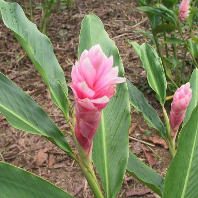 Polinesia-Moorea-072