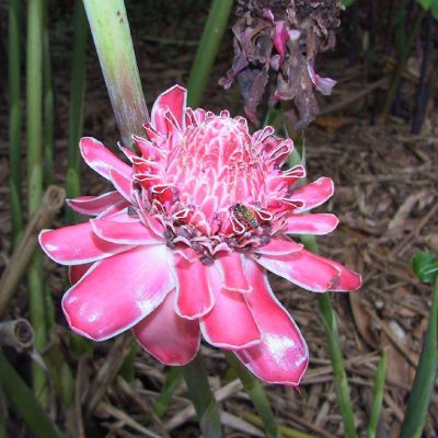 Polinesia-Moorea-073