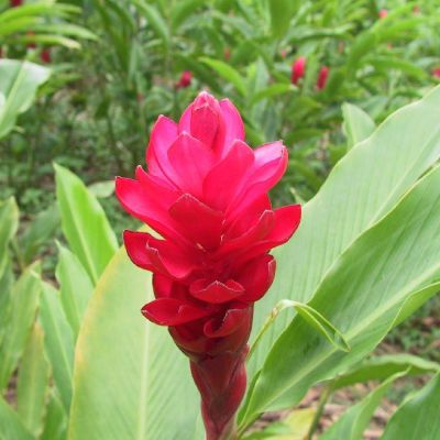 Polinesia-Moorea-075