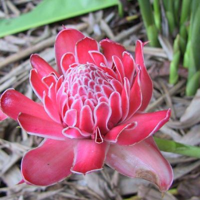 Polinesia-Moorea-076