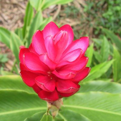 Polinesia-Moorea-078