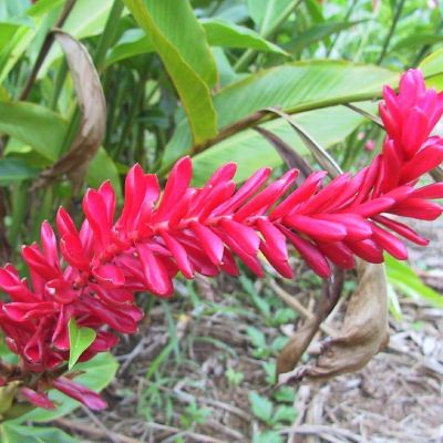 Polinesia-Moorea-080