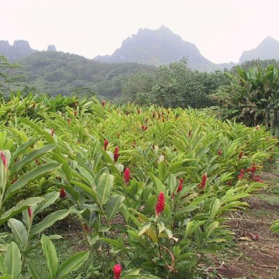 Polinesia-Moorea-081