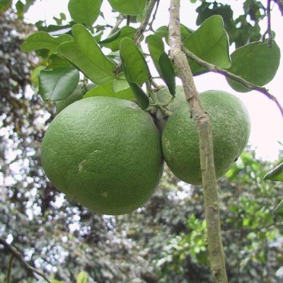 Polinesia-Moorea-082