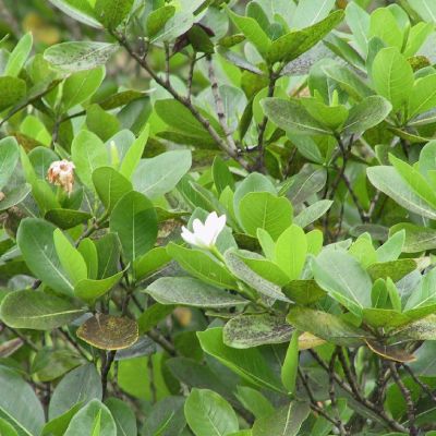 Polinesia-Moorea-084