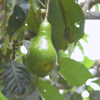 Polinesia-Moorea-085