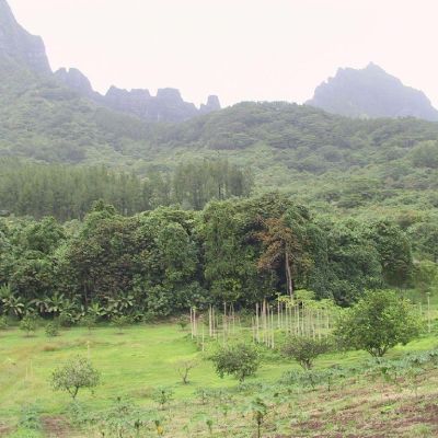 Polinesia-Moorea-086