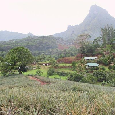 Polinesia-Moorea-088