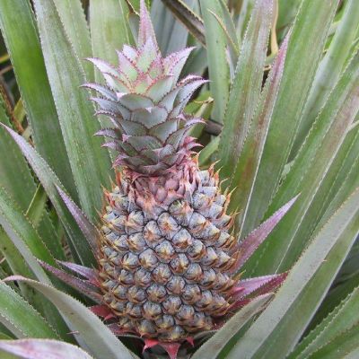 Polinesia-Moorea-089