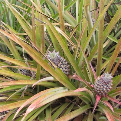 Polinesia-Moorea-090