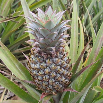 Polinesia-Moorea-091