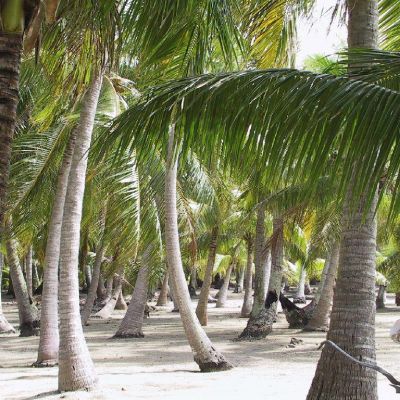 Polinesia-Rangiroa-Archipels-045