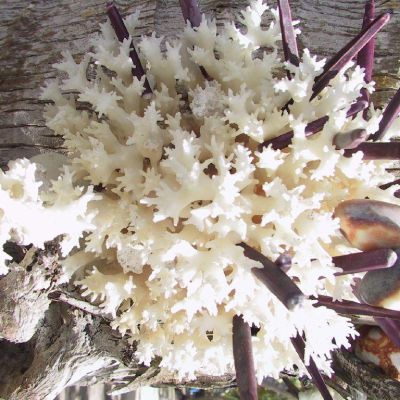 Polinesia-Rangiroa-Archipels-046